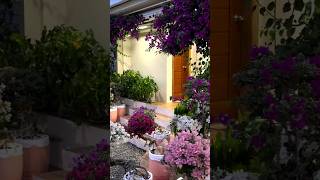 Bougainvillea Garden / Tips and tricks / grafted / Flowers Bloom / new Collection / rare / grow