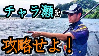 【友釣り】長良川中央　チャラ瀬をどうやって釣るのか！