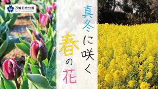 万博記念公園　真冬に咲く春の花