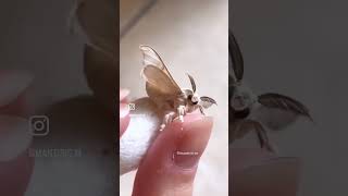 This lil moth looks confused