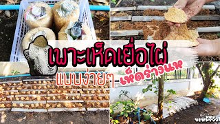 เห็ดเยื่อไผ่ การเพาะเห็ดเยื่อไผ่ แบบง่ายๆ Bamboo Mushroom