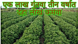 जिरेनियम लागवड करण्याची योग्य पद्धत. sparsh Biotech 8262830028