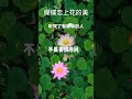 新歌上线《蝴蝶恋上花的美》旋律优美深情感人 韵味十足超好听