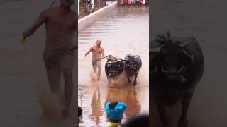 Iruvail Doddaguthu #kambala #kambula #mangalore #trending #race #udupi #sports #viral #shortvideo