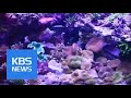 [Korea Snapshot] Tropical Fish | KBS뉴스 | KBS NEWS