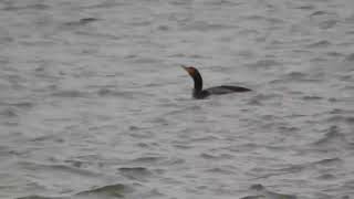 Feathered Surfer: watch as this cormorant masters the art of diving and emerging in the choppy water