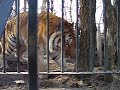 タツオ　アムールトラ　おびひろ動物園