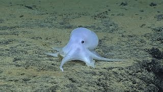 Deep Sea Discoveries with the Papahānaumokuākea Marine National Monument