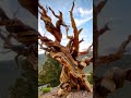 The World's Oldest Tree - Methuselah Bristlecone Pine #NatureFacts #AncientHistory #shorts #tree