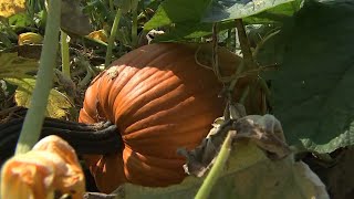 Pumpkin Fest in the Pumpkin Capital of the World, all on 1 tank of gas