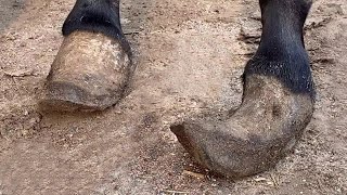 The horoscope inside the donkey's hoof looks awkward, so I cut it with a shovel