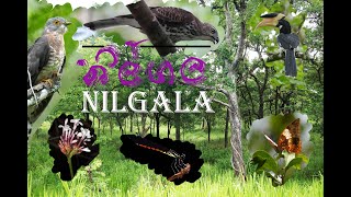 නිල්ගල || Nilgala