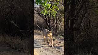 GANDI GIR 🦁...| kathiyawad |... #gir #gandigir #girforest #trending #trendingsong