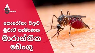 කොරෝනා වලට මුවාවී පැමිණෙන මාරාන්තික ඩෙංගු !