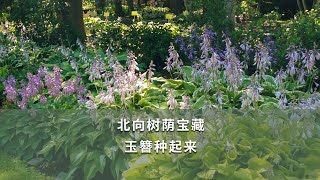 【海妈园艺课堂】北向树荫宝藏，玉簪种起来