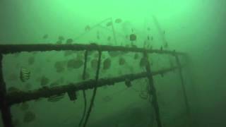 Dragonfly in Action - Pittwater Wreck, Australia