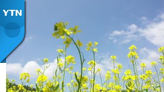 [영상] 봄기운 가득 담은 유채꽃 '활짝'...노란 물결 일렁이는 전남 장흥 / YTN