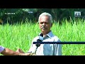 ramanujan scripts a success story in njavara rice farming mathrubhumi news