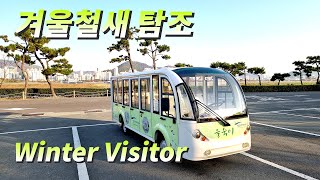 물반 고기반 을숙도철새공원 쇠백로의 🐟 물고기 사냥 | Winter Visitor 4K Vlog / TK Noh Channel