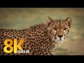 8K African Wildlife - Kgalagadi Transfrontier Park, South Africa - Short Preview