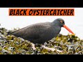 Learn This Bird! — The Black Oystercatcher