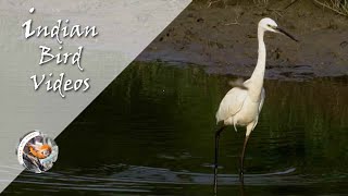 The Little egret (Egretta garzetta) - Indian Bird Videos