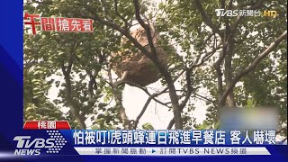 嘸颱風!高40CM.直徑1M虎頭蜂窩掛樹上