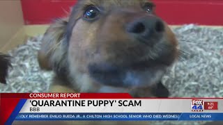 Consumer Report: BBB says watch out for puppy scams