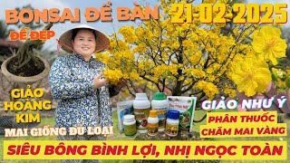 CHỊ THANH TRÀ Giao Lưu Mai Vàng Giá Rẻ, Siêu Bông Bình Lợi Giảo Như Ý Nhị Ngọc Toàn • THÀNH TRỌNG LÊ