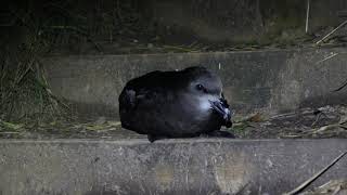 Grey-faced petrel, Te Waha Point, Piha 100517