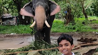 പുന്നത്തൂർ കോട്ട|Guruvayoor Aanakotta #guruvayoor #punnathurkotta #godsowncountry