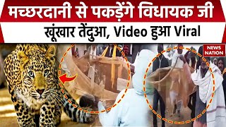 Rewa Leopard Attack: मच्छरदानी से पकड़ेंगे विधायक जीखूंखार तेंदुआ, Video हुआ Viral | MP News