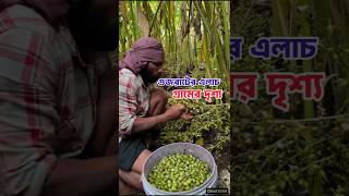 গুজরাটে এলাচ উৎপাদনে শীর্ষ যেই গ্রাম। #এলাচ #gujrat