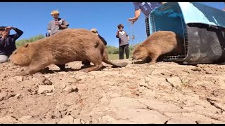 新疆アルタイ地区の動物が野生復帰　保護活動を支える科学技術