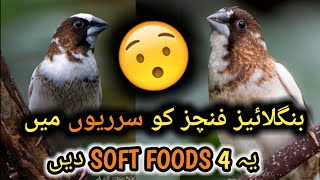 4 best soft foods for bangalese in winter🐦🤔 | society finch care | zebra finch care in winter