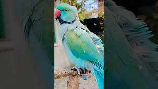 Blue Ringneck HandTame 🔥|Blue Ringneck ||Parrots||Pets Shorts#pets #parrot #shortvideo #shorts