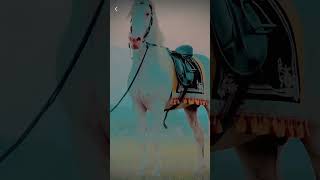 #trendingvideo #stallion #trendingvideo #horselover #horseriding #shonkijatt