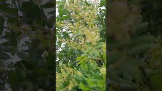 មៀនផ្កាល្អណាស់,#mydurian ,#far,#farm ,#nature ,#beautifulflower,#fruit