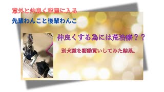 フレブル1歳　トイプ11歳　共同生活（コーギー6歳あり）