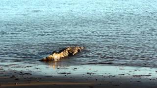 Tito the crocodile making his exit, Coiba