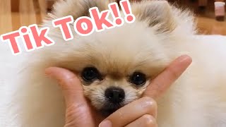 [TikTok Japan]日本のティックトック動物 #1