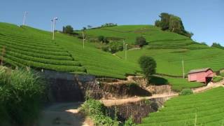 石寺・白栖・釜塚の茶畑