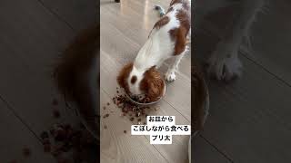 【キャバリア】ごはんポロポロぷりた【可愛い犬】 #dog #犬 #cute #cavalier #pet