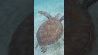 Swimming with Sea Turtles in caribbean #turtles #islands #swimming #ocean #crush #findingnemo