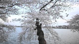 Blooming Blossoms