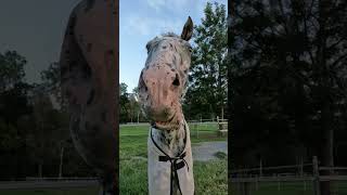 おやつを貰うときはいつも迎え舌のトップス【馬を飼う】【ペット】