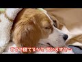 【ビーグル犬さつき】観る者を眠りに誘う犬。satsuki the beagle