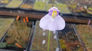 Utricularia humboldtii in flower