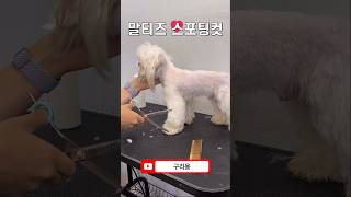 말티 스포팅컷 #애견미용사 #maltese