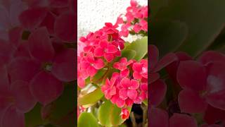 Small but beautiful! Kalanchoe # #relaxingmusic #nature #music #shorts #youtubeshorts #flowers